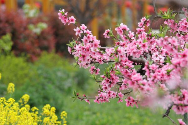 桃花夏季如何修剪，对桃花进行摘心以及疏枝处理