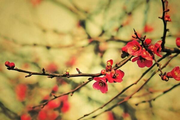 梅花为什么不开花，光照、养分不足导致