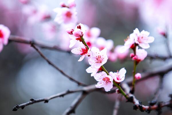 盆栽桃花修剪方法图解，修剪完后要加强植株管理