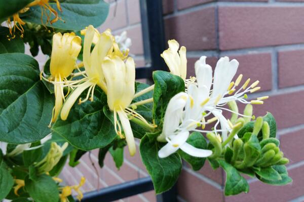 金银花烂根怎么处理，及时修剪并更换土壤