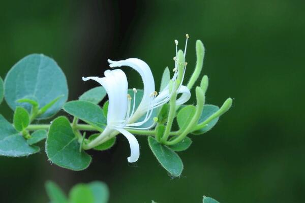 盆栽金银花如何矮化，通过修剪以及药物进行控制