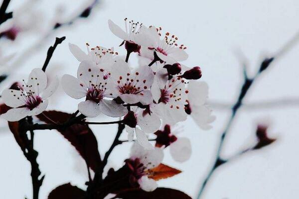 盆栽梅花怎么浇水，梅花浇水4大要点