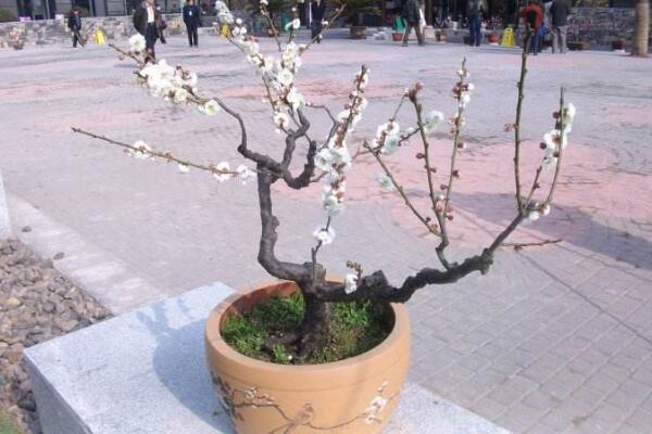 梅花盆景的养殖方法，1~2年就需要更换一次土壤