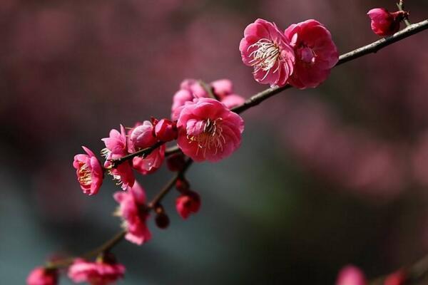 梅花盆景枝干了怎么办，补充水分并做好遮阴措施