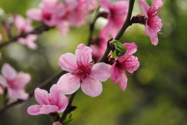 桃花是什么季节开，在每年的春季绽放