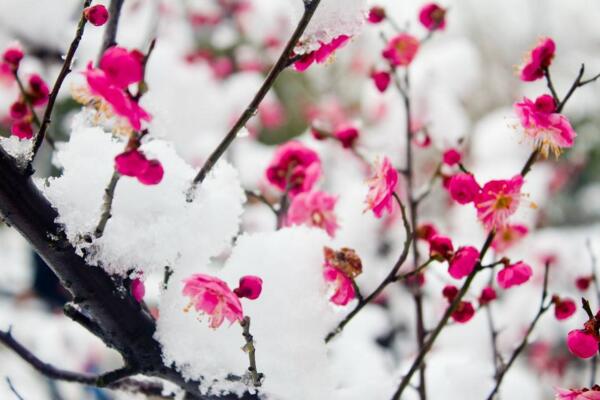 秋天的梅花黄叶掉叶子正常吗，需要及时进行补救