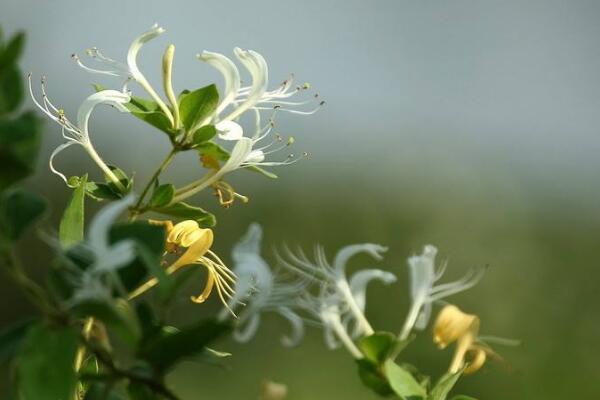 金银花施肥方法大全，金银花四季施肥要点