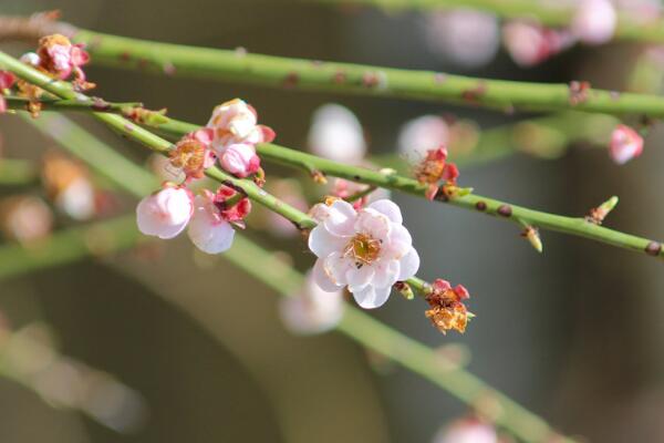 梅花的冬天养殖禁忌，以下5点必须要注意