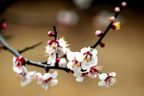 梅花的花期多长时间，可以维持一个月左右