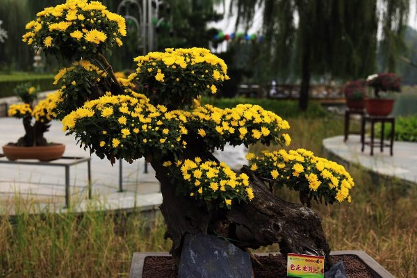 菊花花苗怎么上盆，春秋季节上盆成活率最高