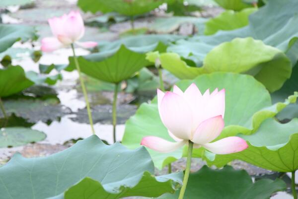 如何养荷花，荷花养殖5大要点