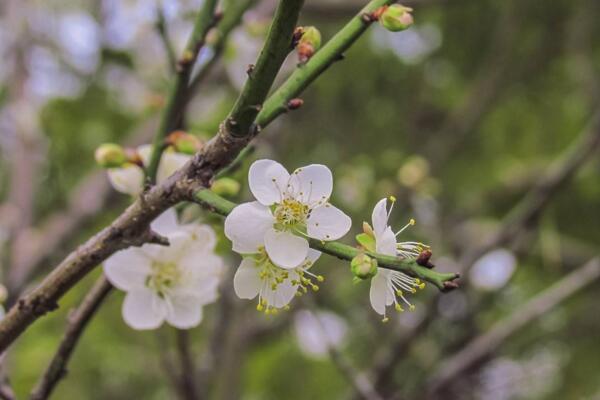 怎么促进梅花开花，可以通过5步进行促花