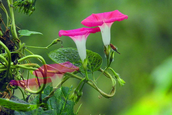 牵牛花传播种子的方法，通过风和鸟类进行传播