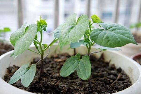 牵牛花传播种子的方法，通过风和鸟类进行传播