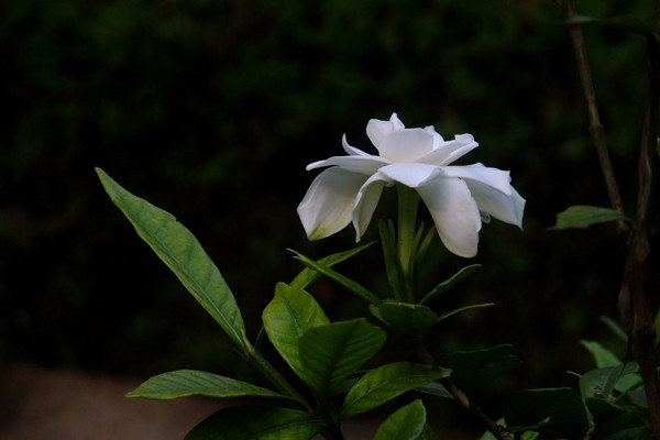 小叶栀子花叶子发黄怎么办，适当遮阴并控制水分