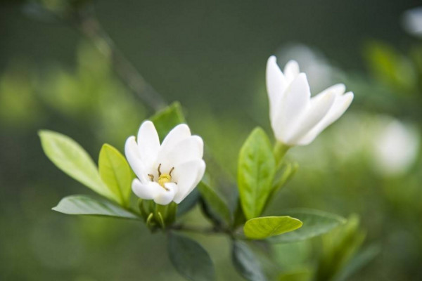 栀子花掉花苞怎么回事，可能是缺少养分导致