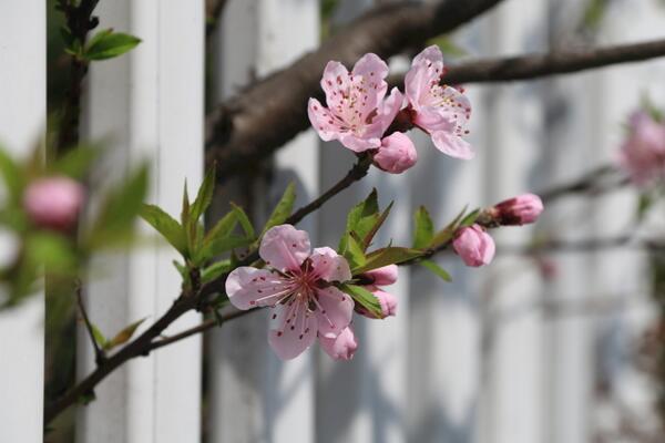 樱花如何修剪，掌握以下要点是关键