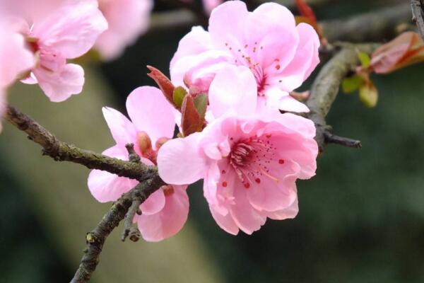 梅花冬天多久浇水一次，10天左右浇水一次即可