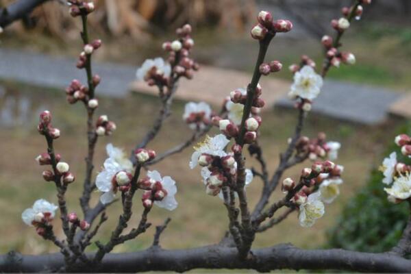 梅花的越冬管理，做好保暖措施并加强光照