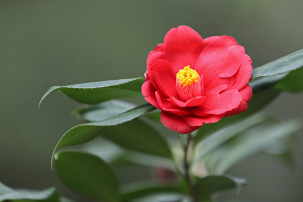 茶花掉叶怎么办