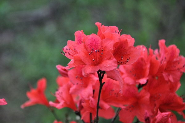 云雾山杜鹃花什么时候开