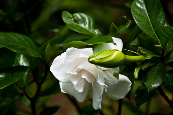 栀子花花蕾发黑脱落