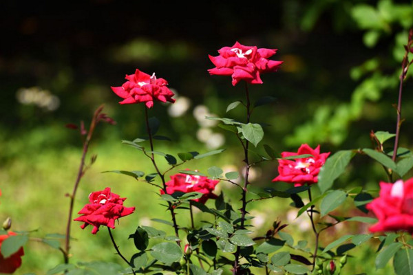 月季花长了绿色的虫子