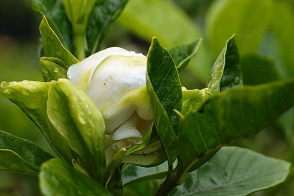 桅子花叶子都干枯怎么办