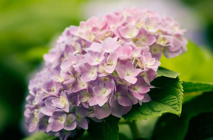 绣球花的花期是什么时候，这些方法能让花期更长（花期6-8月）