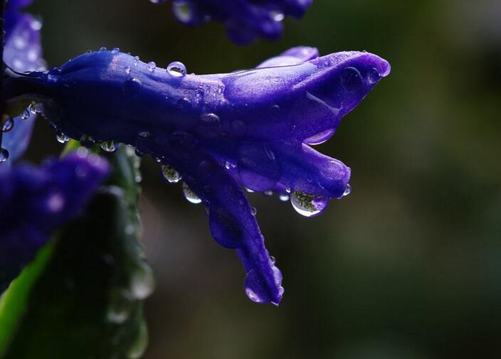 风信子花语大全，不同的颜色不同的含义