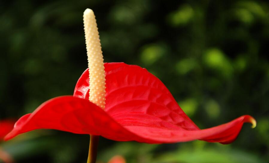 红掌花枯萎了怎么办，适量浇水/充足光照可以挽救