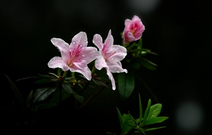 家里养杜鹃花好吗，不仅能装饰家居还能清新空气