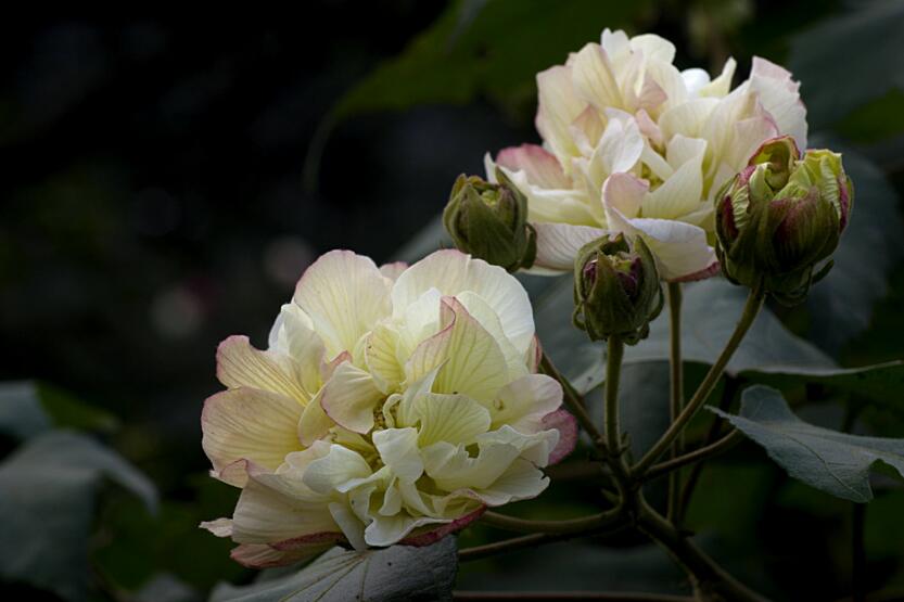 芙蓉花怎么修剪，春天和秋天剪是最好的