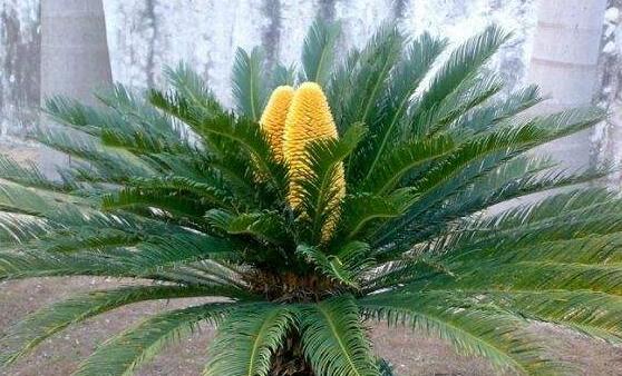 苏铁开花有什么征兆，开花之后是不会死的