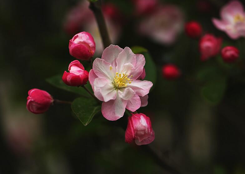 海棠花怎么养护，要从选盆和选土入手