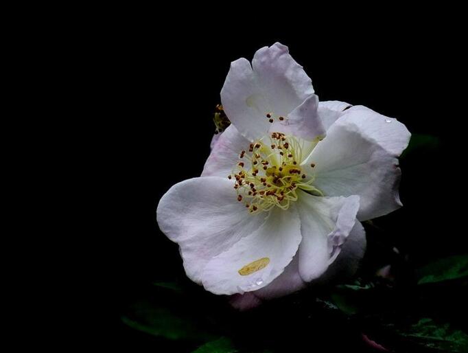 蔷薇花适合东北种植吗，适宜/但是要注意栽种的方法