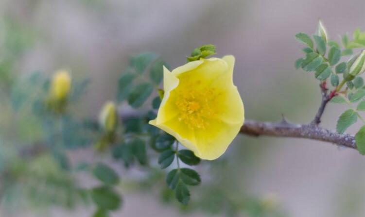 蔷薇花适合东北种植吗，适宜/但是要注意栽种的方法