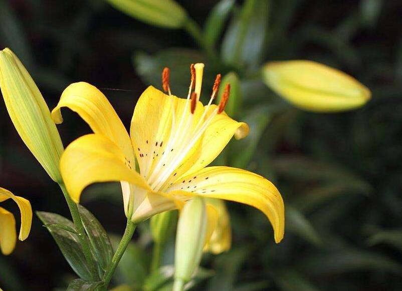 百合花寓意，不同的国家有着不同的寓意