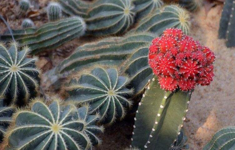 仙人掌花开多久，品种不同花期不同（稀有品种不开花）