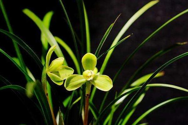 兰花种植方法，兰花的种植步骤