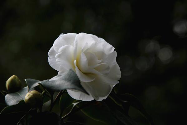 山茶花的寓意是什么，山茶花花语：理想的爱、谦让