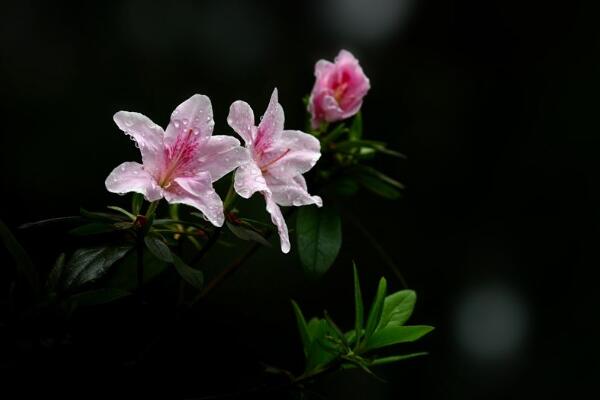 杜鹃花冬天能开花吗，适宜的环境一年四季可以开花