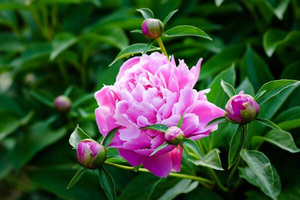 芍药花的养护，芍药养护技巧介绍