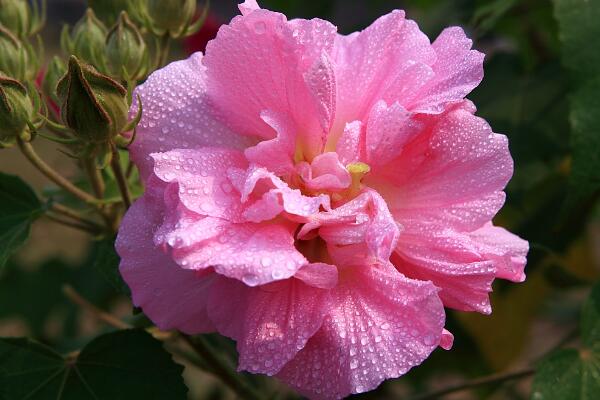 芙蓉花的养殖方法，从四个方面来做好养护