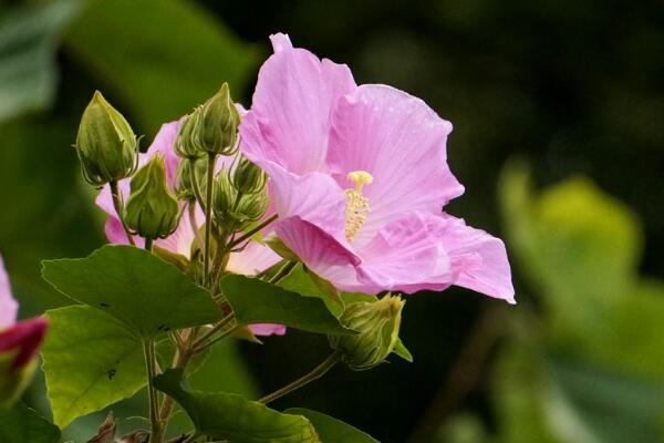 芙蓉花的养殖方法，从四个方面来做好养护