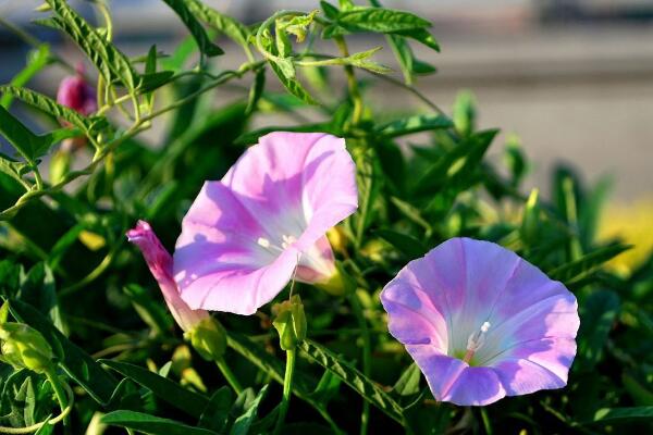 关于牵牛花的介绍，牵牛花简介