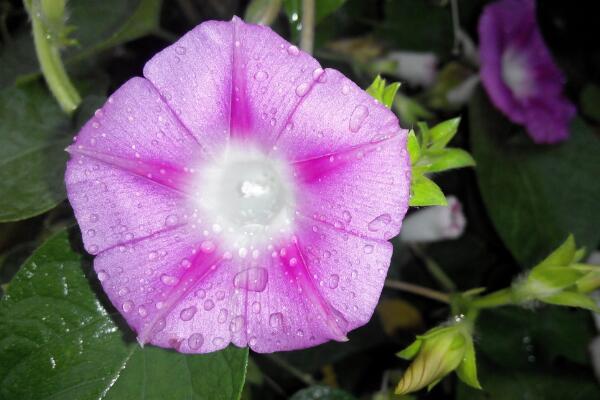 关于牵牛花的介绍，牵牛花简介