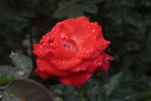 盆栽月季可以淋雨吗，月季淋雨的四大好处