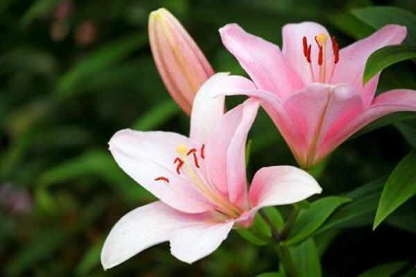 香水百合一年开几次花，自然条件一年开一次/温室栽培可以开两次