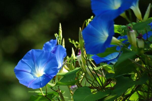 牵牛花如何种植，牵牛花种植步骤